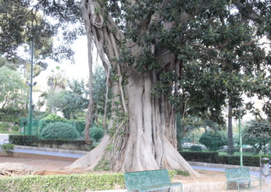 IMG_160412-Palermo giardini