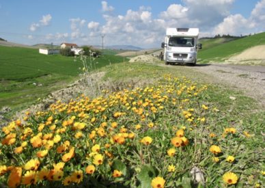 CALENDULE FIORITE A FEBBRAIO