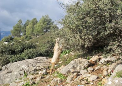 CAPRA CHE BRUCA L'ARGAN