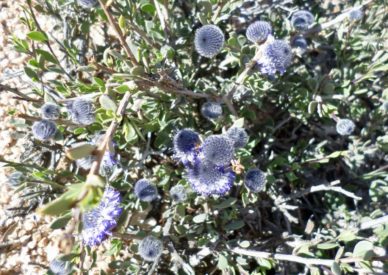 FIORI SPONTANEI