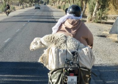 PECORA MOTORIZZATA