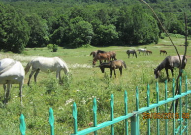 Tirana-Cavalli al Dajti